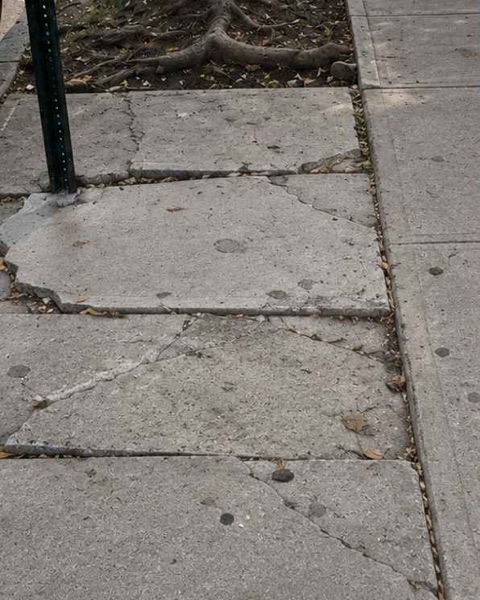 Cracked sidewalk slabs lifted by tree roots outside 117 MacDonough St in Bedford-Stuyvesant, Brooklyn, before repair